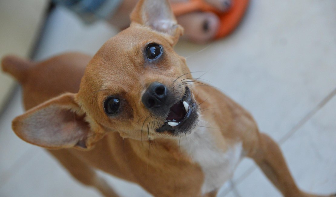 Saiba o que fazer quando for mordido por um cão desconhecido