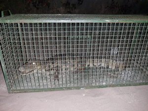 Jacaré é encontrado por populares em residencial no Francês