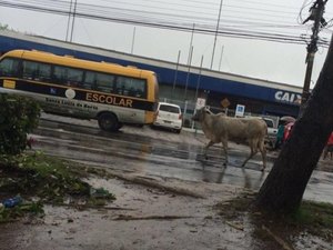 Internautas flagram boi solto na Avenida Fernandes Lima