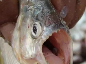 Duas pessoas sofrem ataque peixe carnívoro nas águas do São Francisco, em Pão de Açúcar