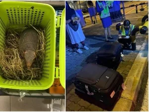 Mulheres tentam embarcar em avião com tatus, 20 cobras e 50 camaleões