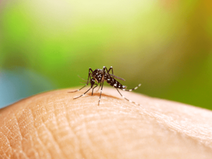 Mobilização nacional de prevenção à dengue acontece neste sábado (14)