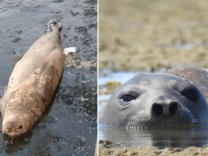 Elefante-marinho chega a Praia de Ponta Verde e biólogos reforçam importância do afastamento