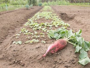 Produtor deixa de usar agrotóxicos e recupera solo
