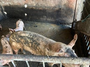 Ação integrada remove pocilgas do entorno do Mercado da Produção