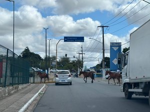 [Vídeo] Cavalos soltos invadem estacionamento do shopping de Arapiraca ao se assustarem com buzinas