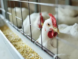 Ministério da Agricultura confirma mais quatro casos de gripe aviária