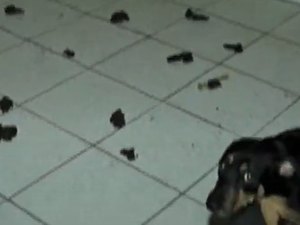 Mulher abandona animais em apartamento na Cidade Universitária