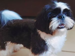 Família de Maceió procura cãozinho  que fugiu em São Sebastião