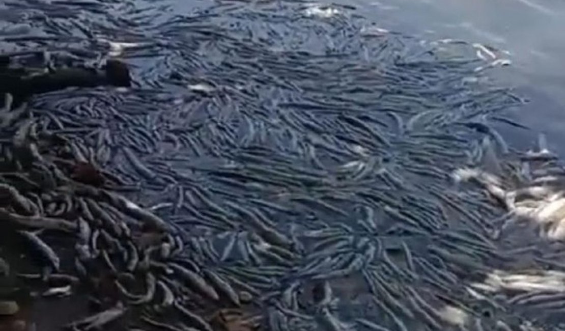 Dezenas de peixes aparecem mortos na Lagoa Mundaú