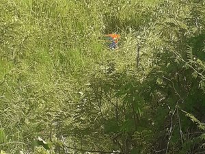 Homens são assassinados entre os municípios Olho D´Água das Flores e Pão de Açúcar
