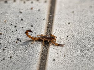Período de chuva aumenta casos de picadas de escorpião em Alagoas