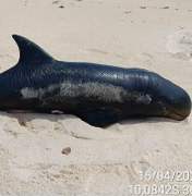 Filhote de golfinho raro é encontrado morto no litoral sul de Alagoas