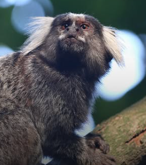 Mulher que contraiu raiva humana após ser mordida por sagui morre em PE