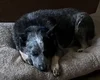 Cão sobrevive às enchentes no Texas em máquina de lavar e reencontra a família dias depois
