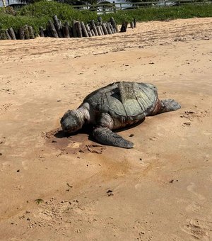 Tartaruga é achada morta em praia do município de Barra de Santo Antônio