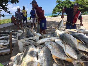 Toneladas de Xaréu são pescados na praia da Avenida em Maceió