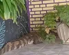 [Vídeo] Jacaré invade casa e assusta moradores em Marechal Deodoro; BPA é acionado
