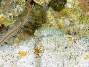 Cientistas descobrem 4 novas espécies de peixes em Fernando de Noronha