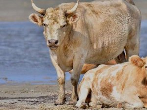 As vacas levadas pelo furacão Dorian que reapareceram vivas meses depois