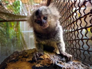 IMA e Sesau alertam sobre risco do contato humano com saguis