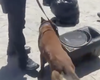 [Vídeo] Cão farejador identifica droga escondida em ônibus do MS com destino a Arapiraca