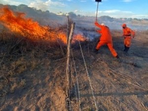 Alagoas registra queda de 7% nas ocorrências de incêndios em vegetação em 2024