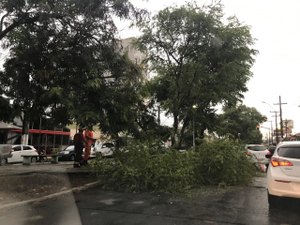 Queda de árvore deixa trânsito lento na Av. Amélia Rosa 