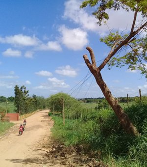 Árvore ameaça cair e pode causar um acidente grave na zona rural de Arapiraca 
