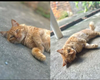 Família pede ajuda para localizar gatinho que desapareceu no bairro Benedito Bentes, em Maceió