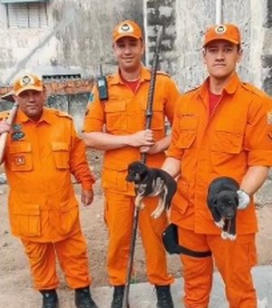 Bombeiros resgatam quase 600 animais em Alagoas no ano de 2019