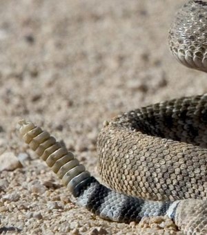 Cobra cascavel invade residência em Japaratinga